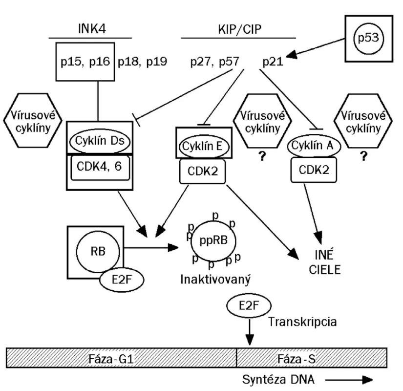 Cyklín dependentné kinázy (cdk 4/6) po interakcii s cyklínom D alebo E fosforylujú retinoblastómový proteín (pRb), čím sa inaktivuje jeho schopnosť viazať faktor E2F. Transkripčný faktor E2F, ktorý sa uvoľnil z väzby z fosforylovanej formy pRb (ppRb) sa dostáva do jadra, kde iniciuje prepis génov, kódujúcich syntézu enzýmov pre kopírovanie chromozómovej DNA (začína syntéza bunkovej DNA, čím bunka vchádza do fázy S svojho cyklu delenia). Zvýšená hladina regulačného proteínu p16/INK4 (inhibitor kinase 4) pri dysplázii je dôsledkom vychytania pRb vírusovým onkoproteínom E7. Celý systém dáva do chodu proteín E6, ktorý viaže inhibítory cyklínov (p53, proteíny p27 a p21).V dôsledku prítomnosti onkoproteínov E6/E7 sa napokon bunka chová ako keby mala málo proteínu p16/INK4 ako aj nedostatok fosfoproteínu pRb, čo spätne indukuje nadmernú expresiu p16 (prepisuje sa bunkový gén CDKN2A, ktorý kóduje p16). Zvýšená expresia p16 môže nastať nielen z dôvodu narušenia spätnej väzby, ale aj v dôsledku uvoľnenia faktora E2F.
INK = inhibitor kinase
KIP = kinase inhibitor protein
CIP = cyclin inhibitor protein
Cdk = cyclin dependent kinase