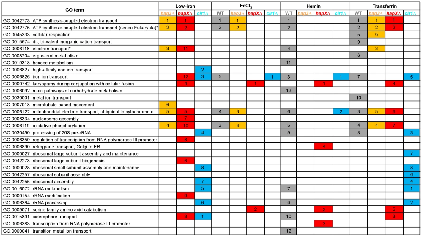 Enriched GO terms for differentially-regulated genes in the mutants and WT strain in response to different iron sources.