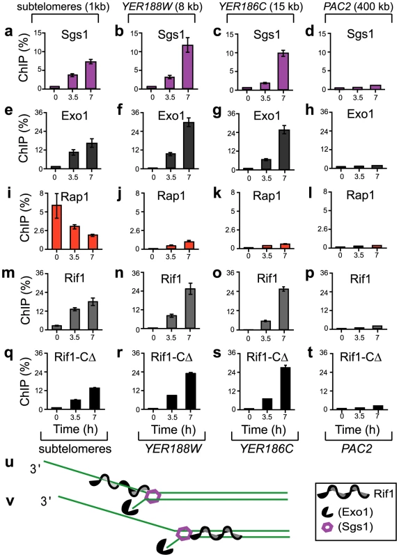 The association of Sgs1, Exo1, Rap1, Rif1, and Rif1-C<i>Δ</i> with different chromosome regions during telomere dysfunction.