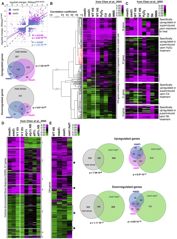 Cells with impaired function of the Ssa2p•Mas5 chaperone complex exhibit elevated levels of heat-stress associated transcription.