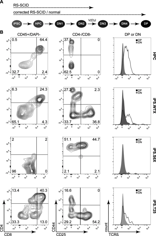 <i>In vitro</i> differentiation of iPSCs to proT-cells and T-cells.