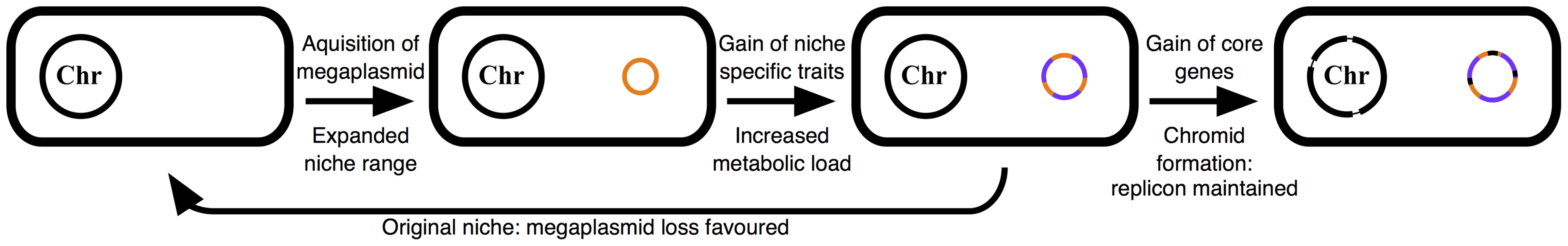 Schematic illustrating the described model of multipartite genome evolution and chromid formation.
