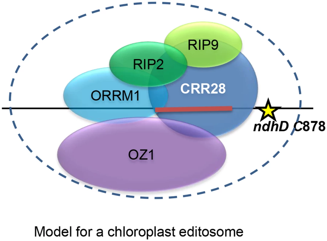 Model of the chloroplast editosome that operates on <i>ndhD</i> C878 based on protein-protein interaction data.