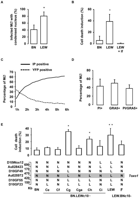 <i>T. gondii</i> killing is associated with the rapid death of infected <i>Toxo1</i>-LEW macrophages.