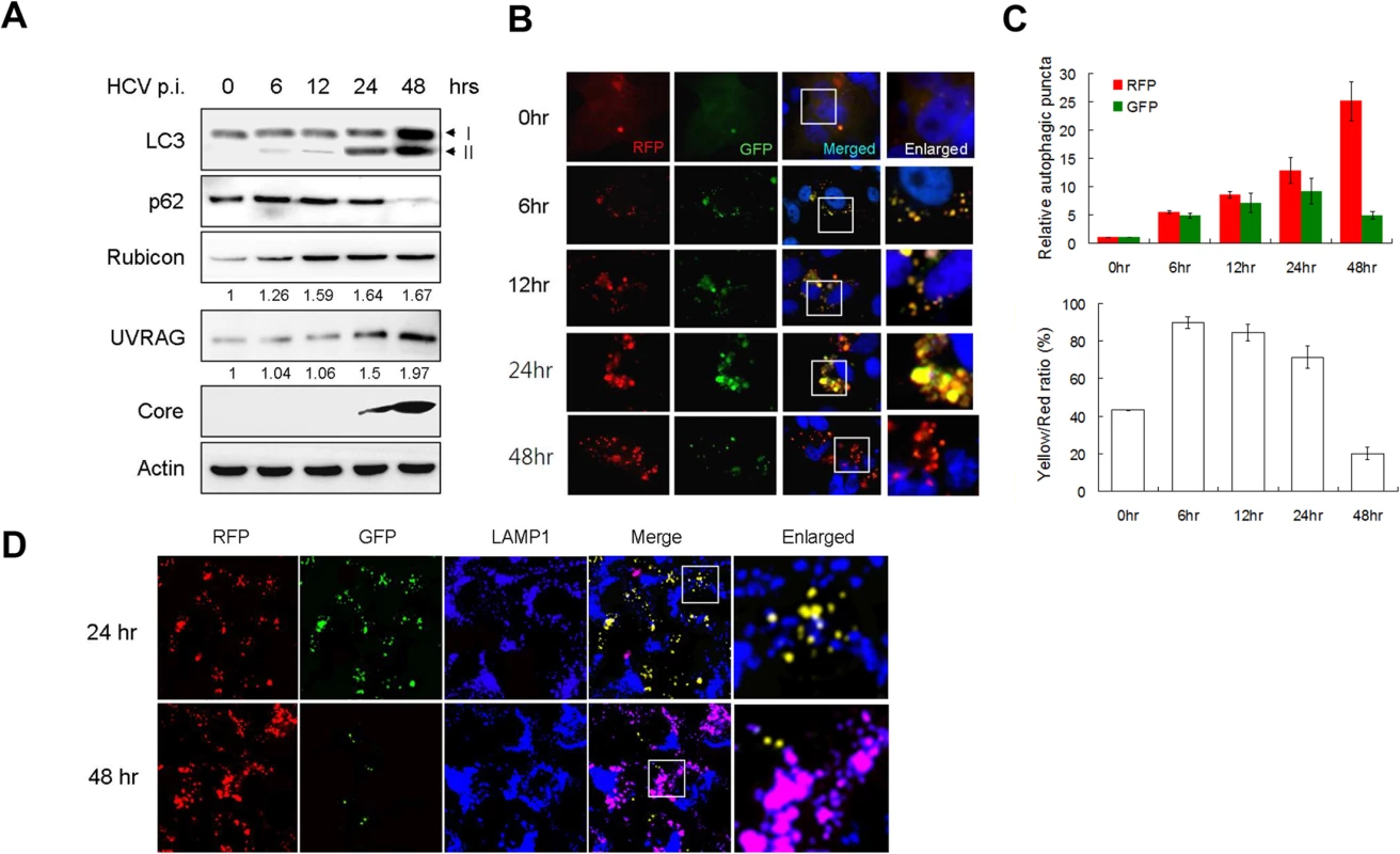 Analysis of autophagosomal maturation in HCV-infected cells.