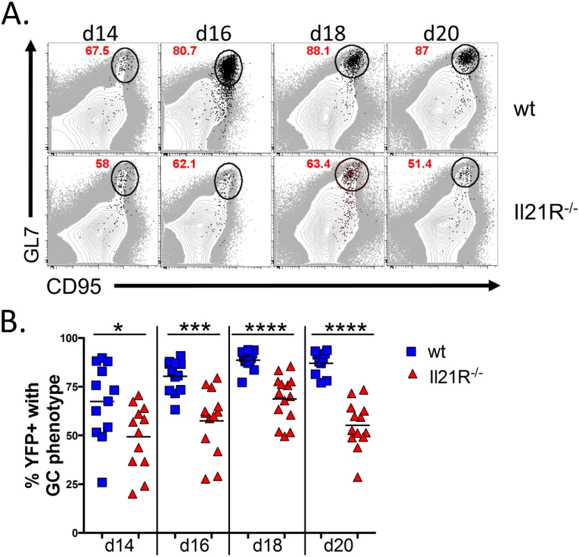 Reduced frequency of infected B cells with a germinal center phenotype in IL21-R<sup>-/-</sup> mice.