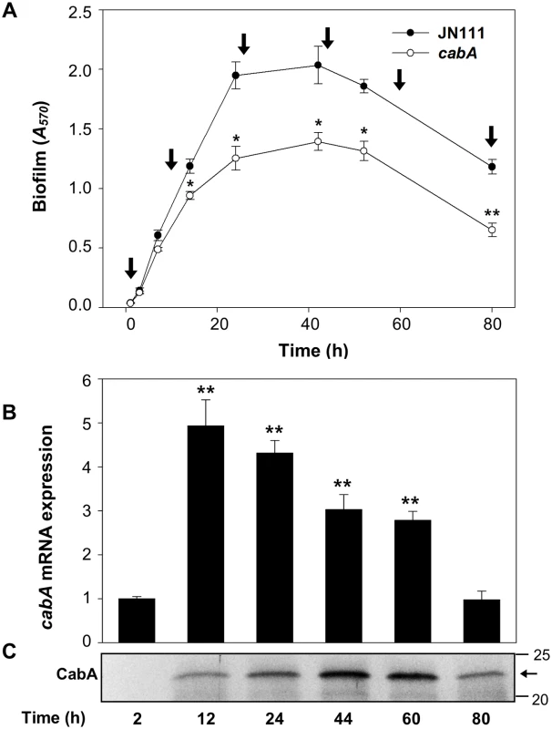 Expression of CabA at the different development stages of biofilm.
