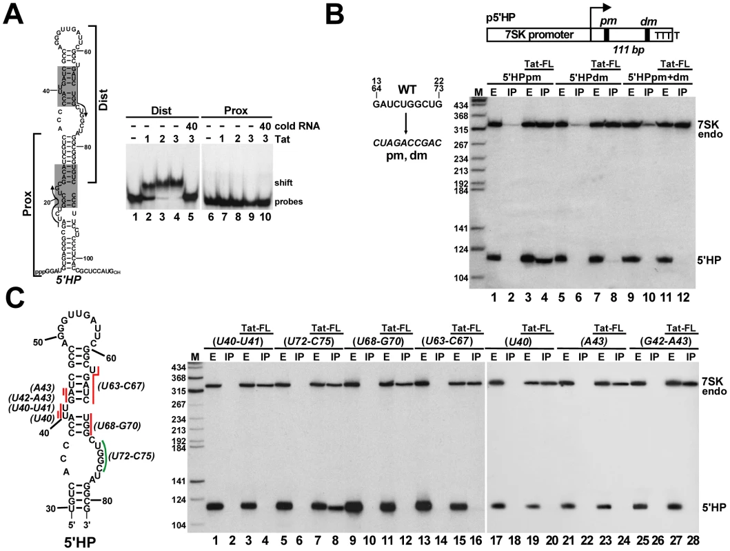Characterization of the Tat-binding element of human 7SK snRNA.