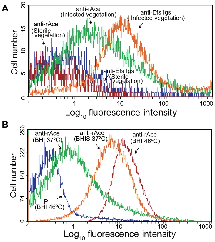 Flow cytometry analysis of Ace surface expression by <i>E. faecalis</i> OG1RF cells derived from vegetations of rat experimental infective endocarditis.