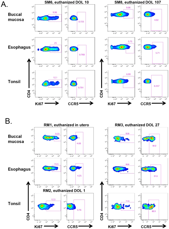 RM, but not SM, infants upregulate CCR5 expression on oral and upper gastrointestinal tract tissues early in life.