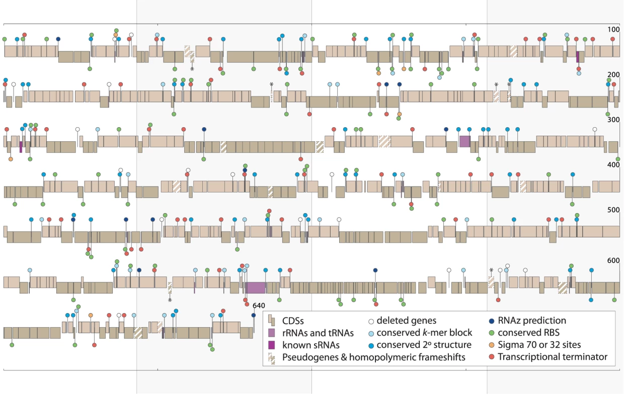 IGS features in the <i>Buchnera</i>-ApTokyo genome.
