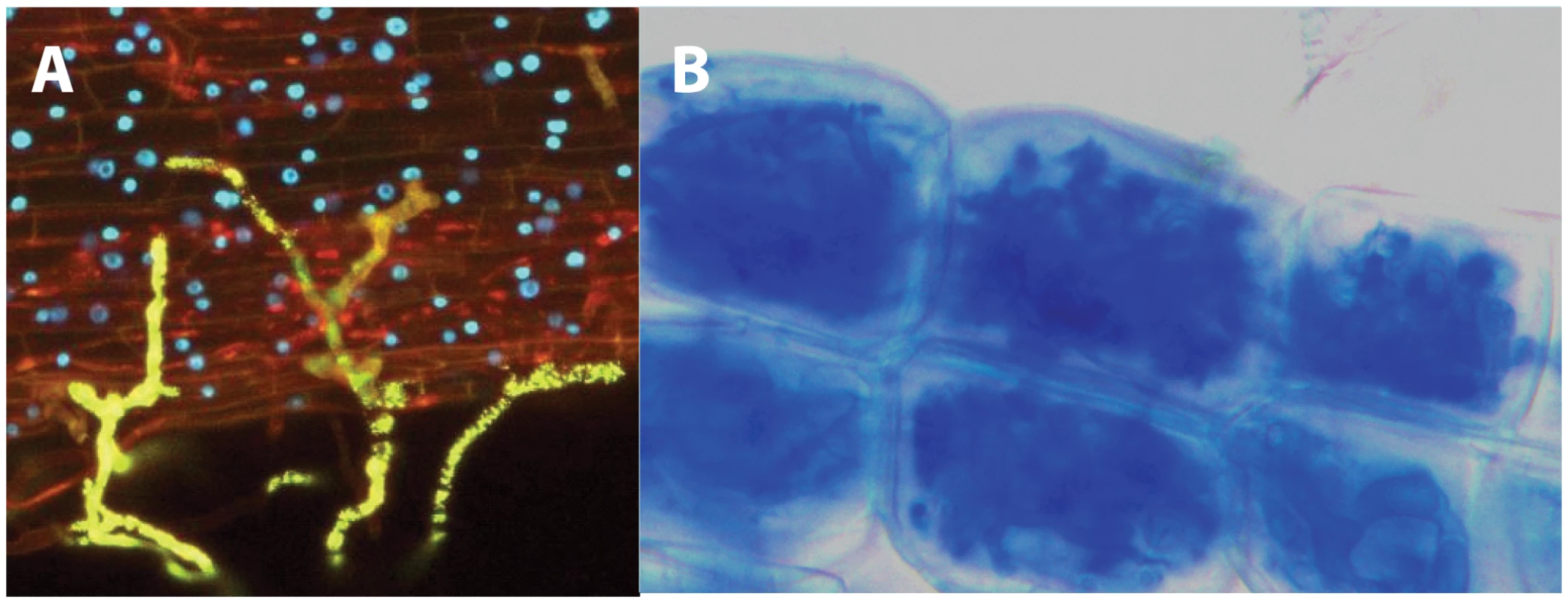 Establishment of the mycorrhizal symbiosis.