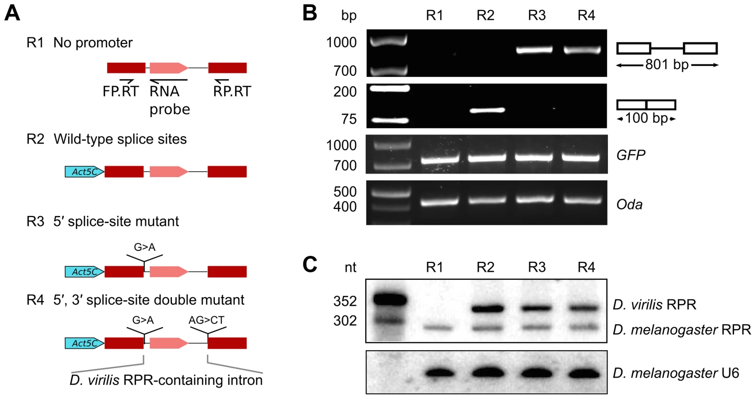 RPR is processed from a recipient intron.