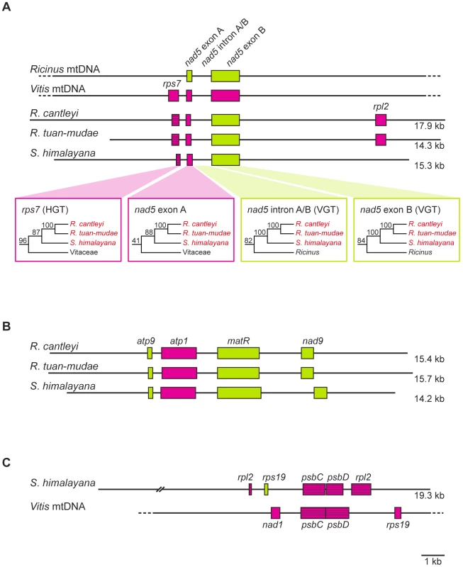 Gene organization of three assembled contigs for Rafflesiaceae (<i>Rafflesia cantleyi</i>, <i>Rafflesia tuan-mudae</i>, and <i>Sapria himalayana</i>), <i>Ricinus communis</i> (Euphorbiaceae), and <i>Vitis vinifera</i> (Vitaceae).