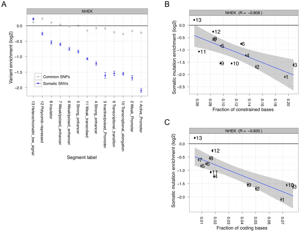 Somatic mutation accumulation is non-random across the genome.