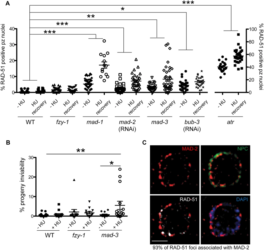 Both DDR and SAC components are required for efficient DNA damage repair and progeny viability after HU.