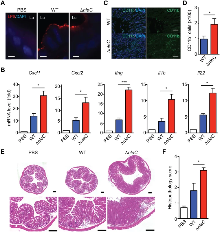 NleC suppresses inflammatory responses in <i>C</i>. <i>rodentium</i>-infected mice.