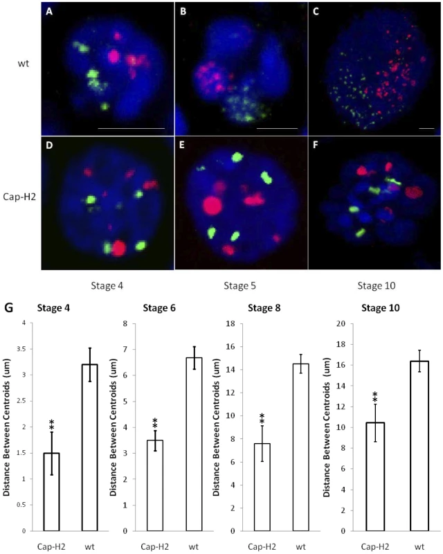 The formation of compact chromosome territories is Condensin II dependent.