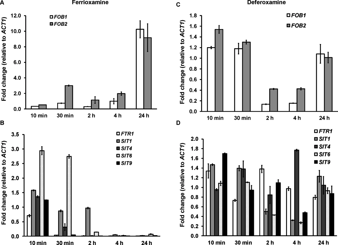 <i>FOB</i> genes are induced in ferrioxamine containing medium, while iron transporter genes such as <i>FTR1</i> and <i>SIT</i>-like genes are transiently expressed and tightly regulated.