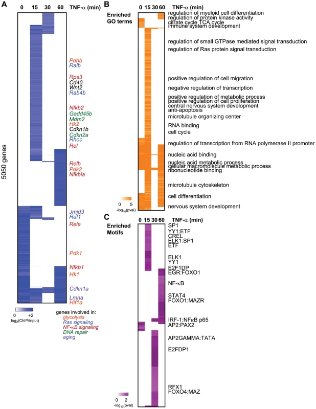 Dynamic relocalization of Sirt6 genome-wide upon stress-signaling.