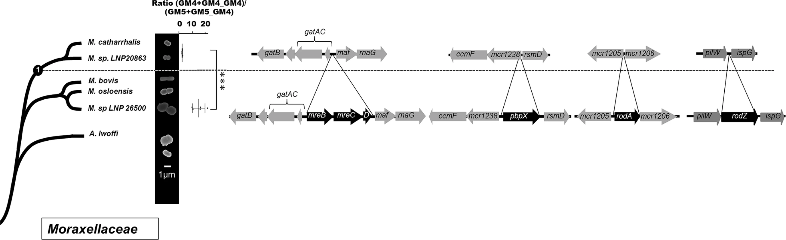 Cell shape and PG structure evolution among the <i>Moraxellaceae</i> family.
