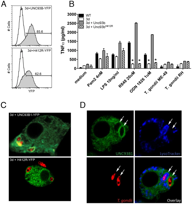 UNC93B1 accumulates around <i>T. gondii</i> parasitophorous vacuole.