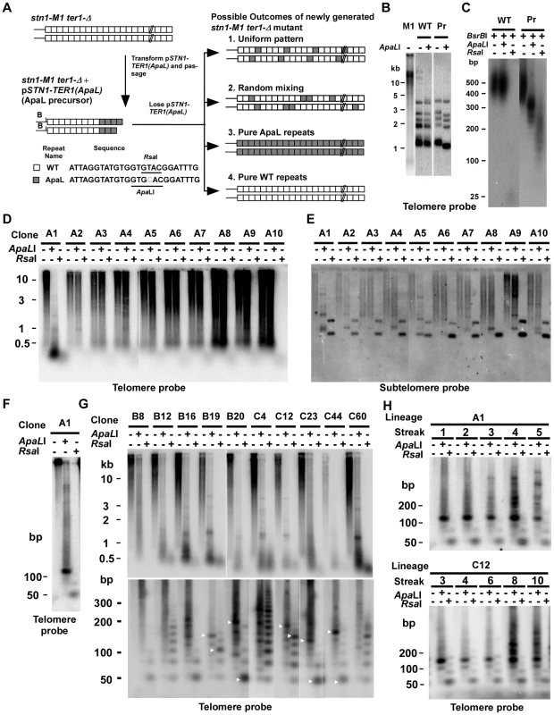 Use of mutationally tagged repeats at telomeric termini to study RTE in <i>stn1-M1</i> cells reveals evidence for repeating structures in telomeres of some newly generated <i>stn1-M1 ter1-Δ</i> mutants.