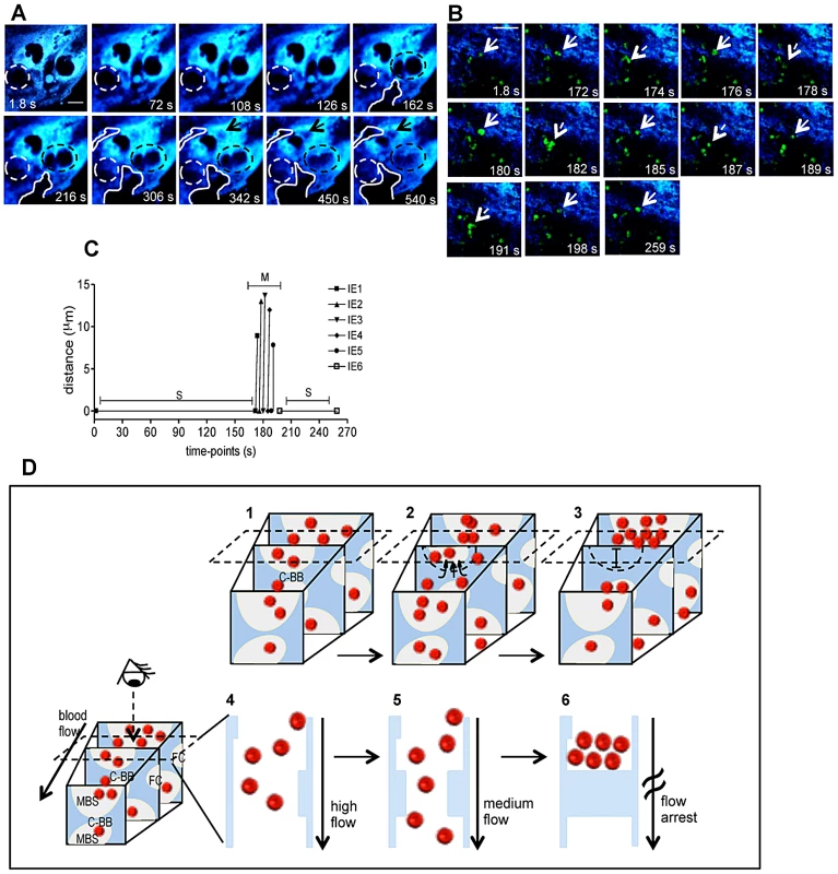 Trophoblast topology dynamics transiently remodels maternal blood spaces.