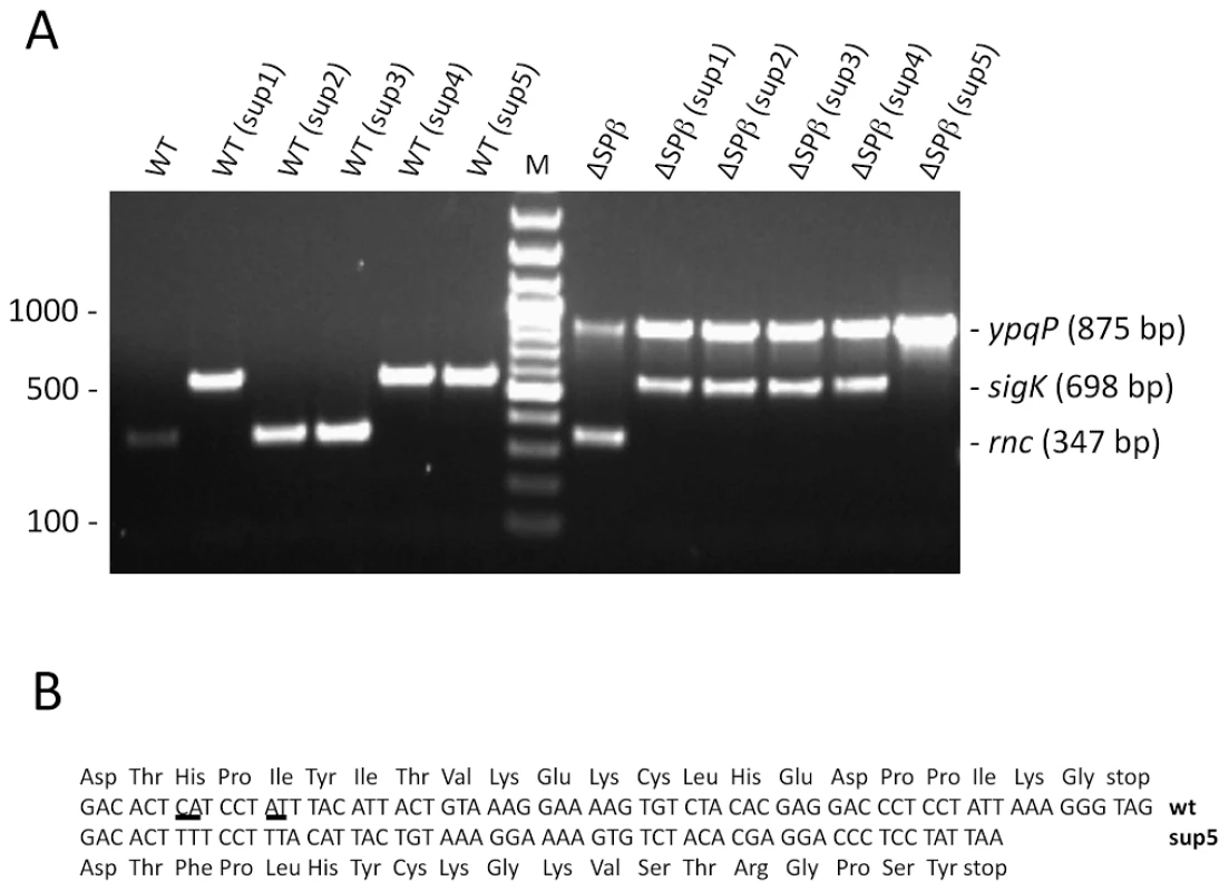Suppressors of the <i>rnc::spc</i> mutation lack the Skin prophage.