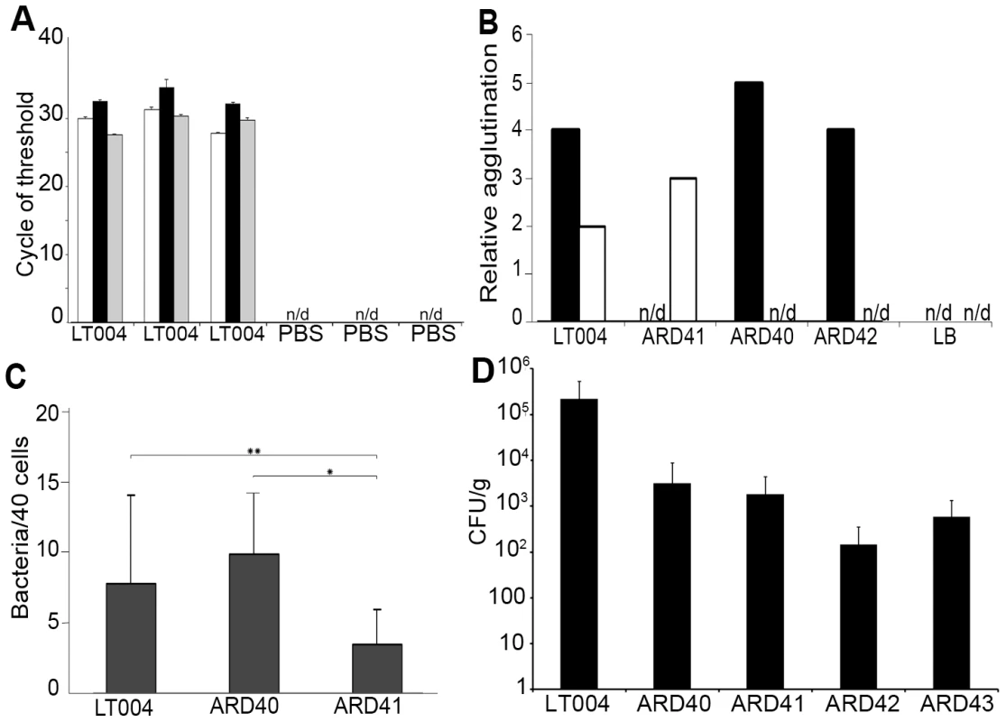 Expression, binding and infection characteristics of P and Type 1 isogenic strains.