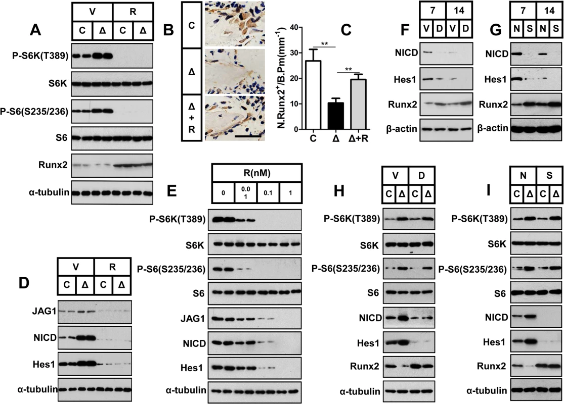 mTORC1 inhibits Runx2 expression by activating Notch signaling in preosteoblasts.