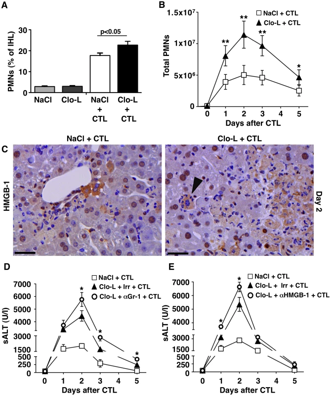 HMGB-1 and the role of PMNs.