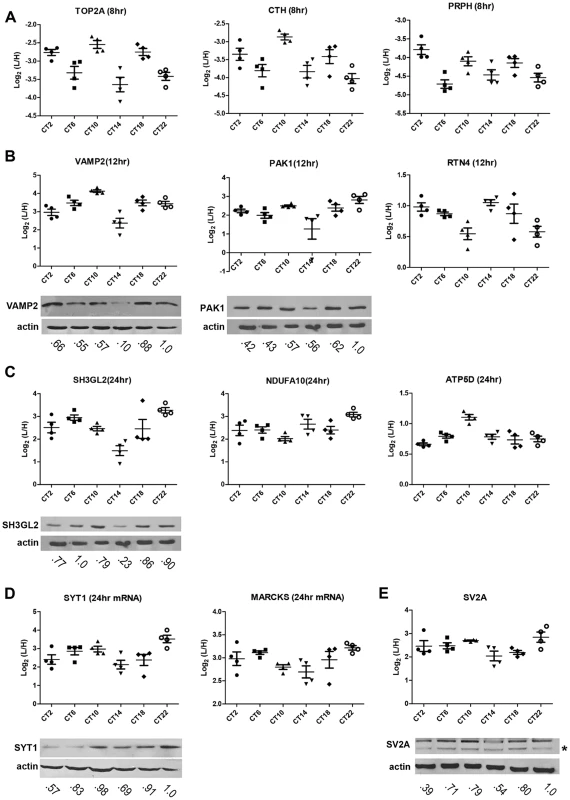 Robustness and validation of our SILAC-based SCN proteome.
