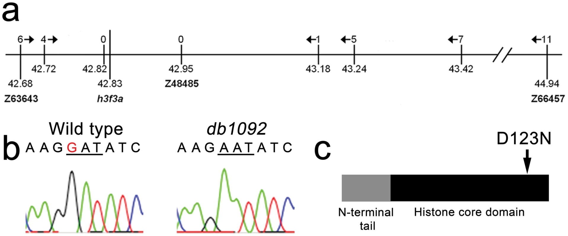 Identification of the <i>h3f3a<sup>db1092</sup></i> lesion.