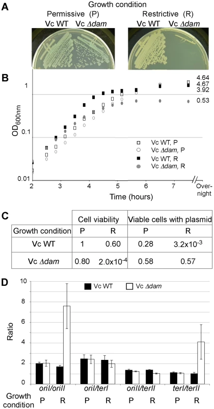 Effect of Dam depletion in <i>V. cholerae</i>.