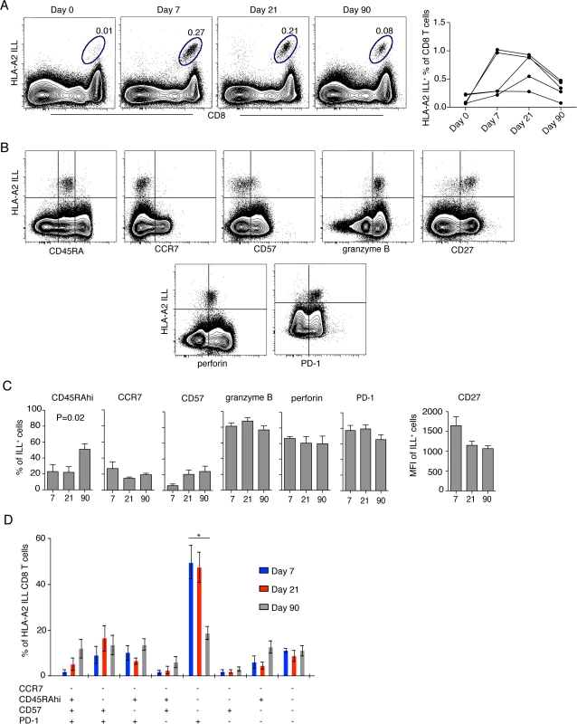 Effector and memory differentiation of TBEV-specific CD8 T cells.