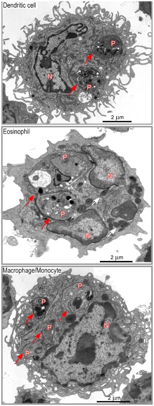 Morphological analysis of DsRed<sup>+</sup> cells.