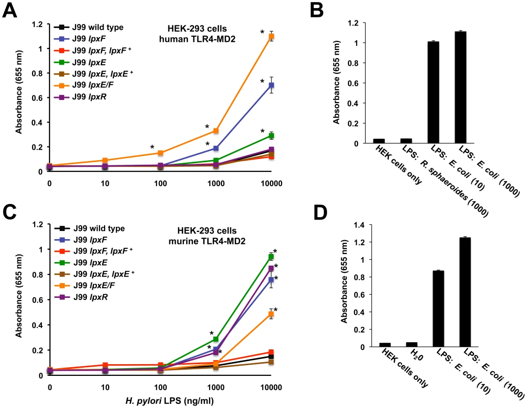 Activation of human or murine TLR4-MD2 by <i>H. pylori</i> LPS.