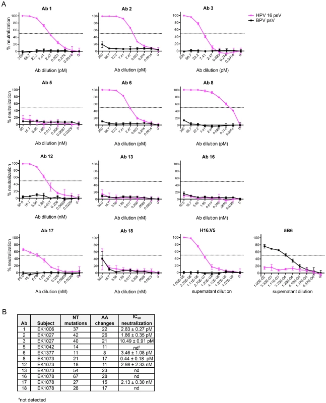 IgG cloned from HPV 16-specific Bmem are potently neutralizing.