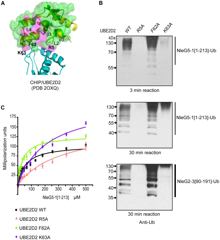Characterisation of UBE2D2 surface interacting with NleG2-3 and NleG5-1.