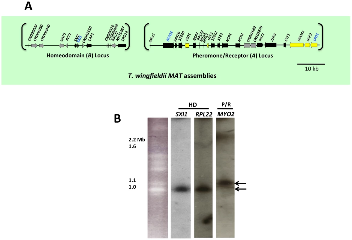 <i>T. wingfieldii MAT</i> loci and chromosomal locations.