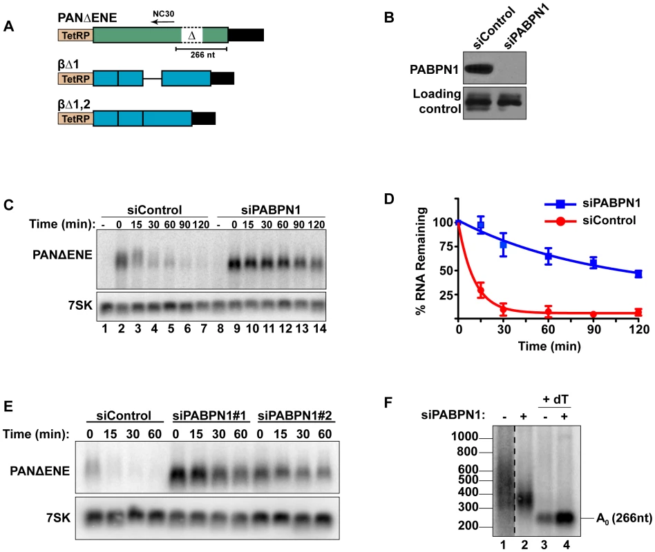 Rapid degradation of PANΔENE requires PABPN1.