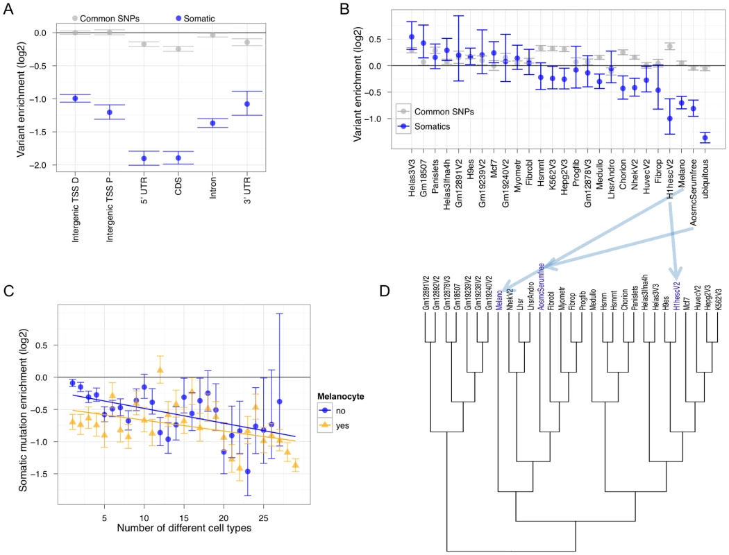 Non-coding Melanocyte DHSs are dis-enriched for accumulating melanoma somatic mutations.