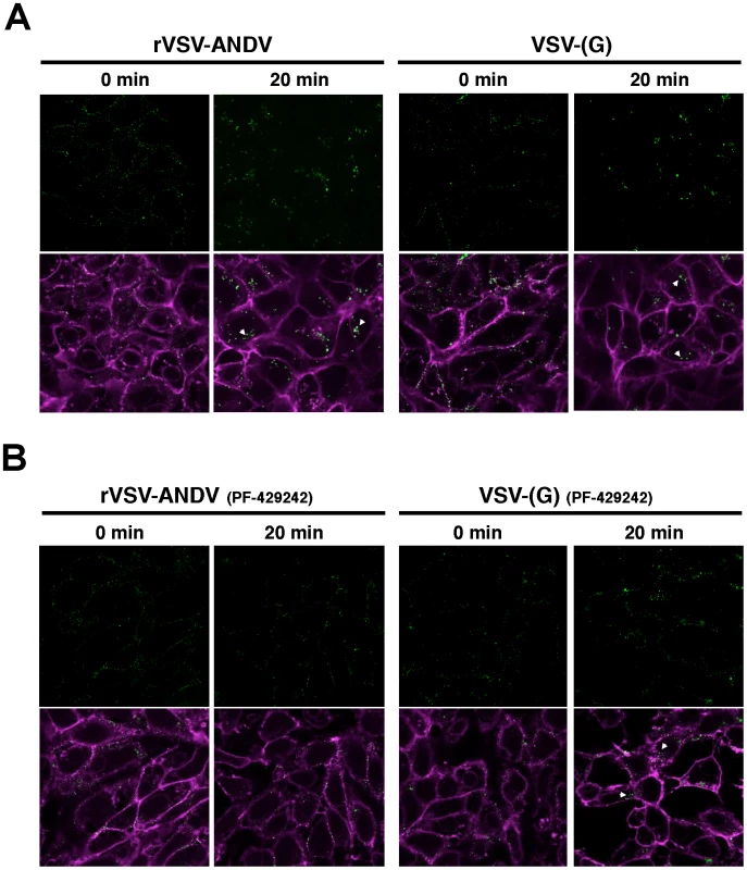 Detection of viral particles during cellular entry.