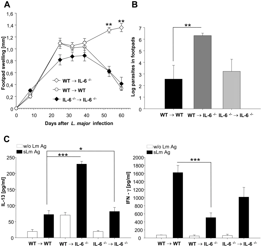 Experimental leishmaniasis in wt→IL-6 −/− chimeric mice.