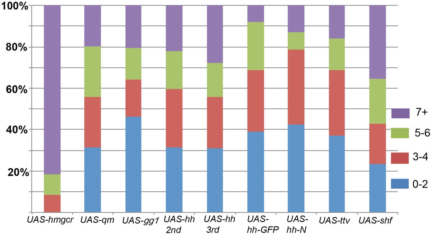 Migration defects induced by ectopic expression of <i>hh</i> signaling pathway genes in the mesoderm.