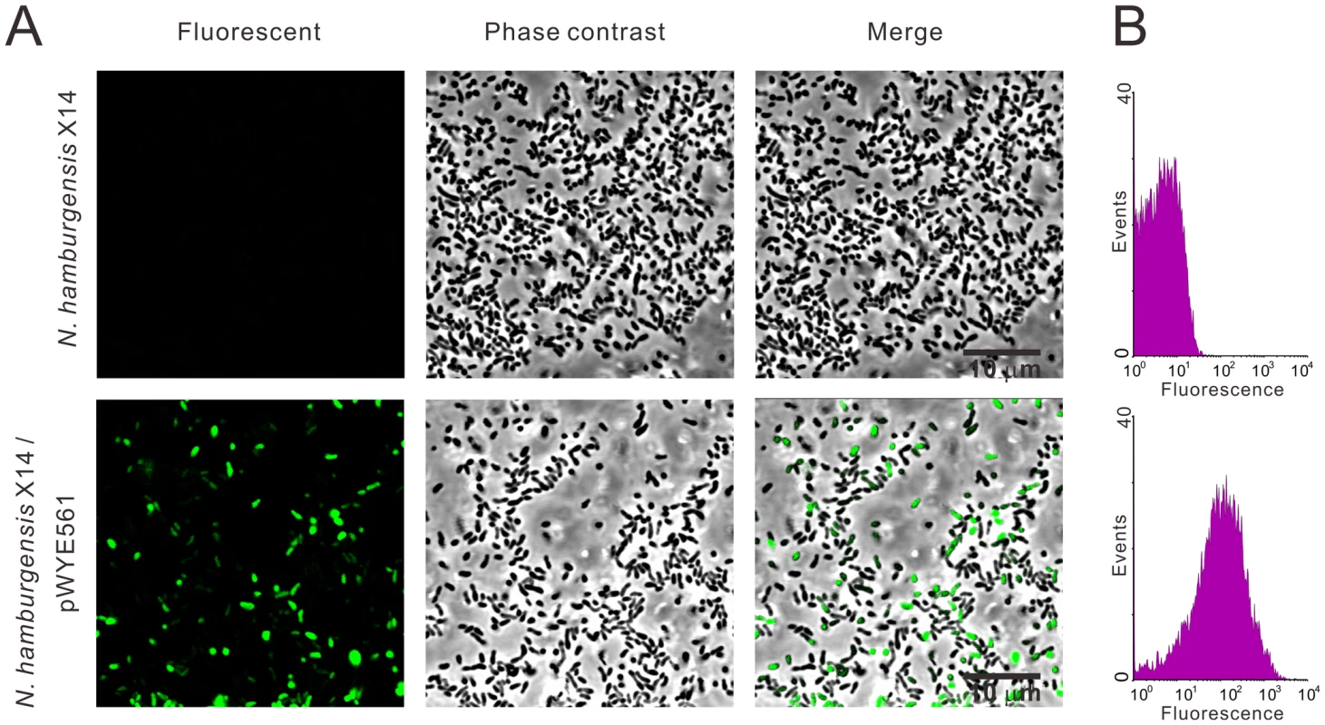 Expression of GFP in <i>N. hamburgensis</i> X14.