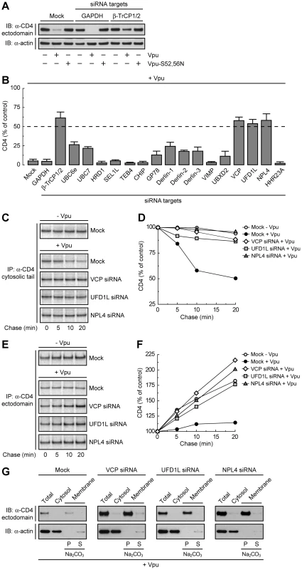 The VCP-UFD1L-NPL4 complex mediates Vpu-dependent CD4 degradation.