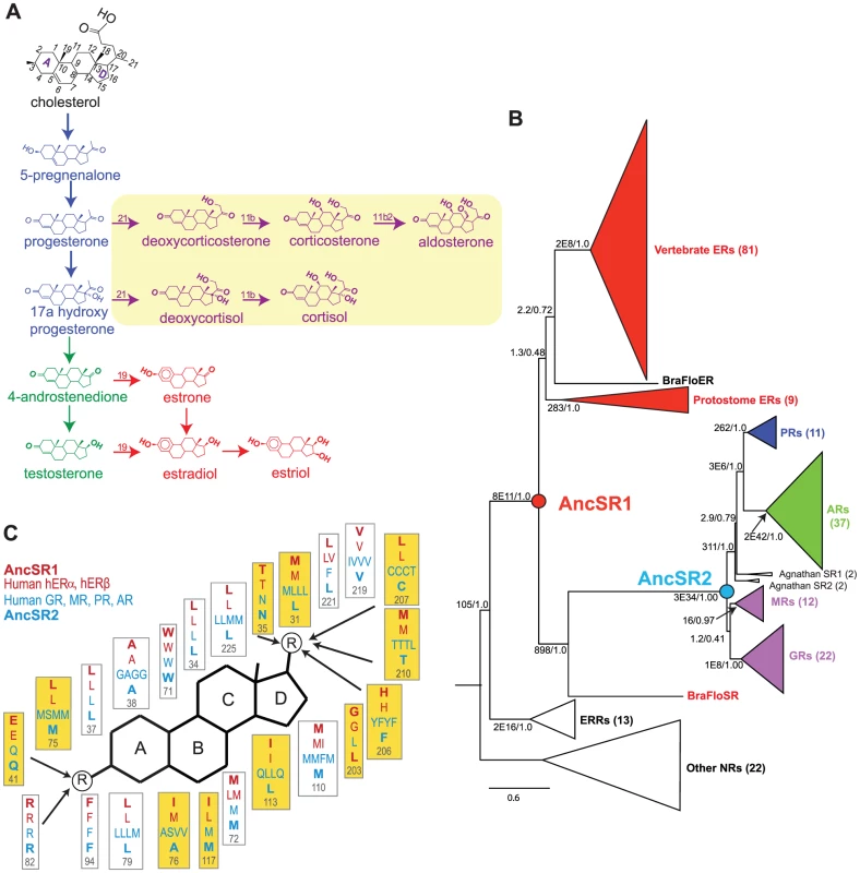 Evolutionary expansion of the steroid receptors and their ligands.
