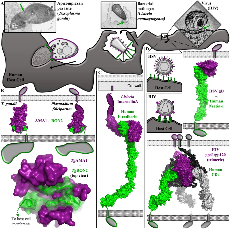 Comparison of structurally characterized invasion mechanisms employed by protozoan, bacterial and viral pathogens.